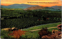 The Beautiful Orange Groves of Sunny Southern California Postcard PC15