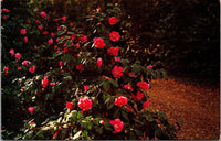 Camellia Elegans Descanso Gardens La Canada CA Postcard PC16