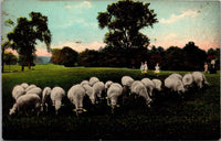 Sheep in Field German Postcard PC16