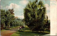 Avenue of Palmettoes Colonial Park Savannah GA Postcard PC15