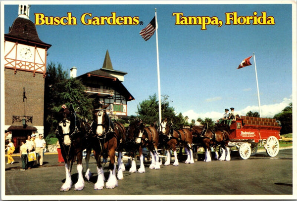 Busch Gardens Tampa Florida Postcard PC64