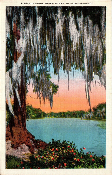 A Picturesque River Scene in Florida Postcard PC180