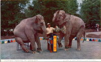 Elephant Training St. Louis Zoo St. Louis MO Postcard PC196