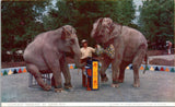 Elephant Training St. Louis Zoo St. Louis MO Postcard PC196