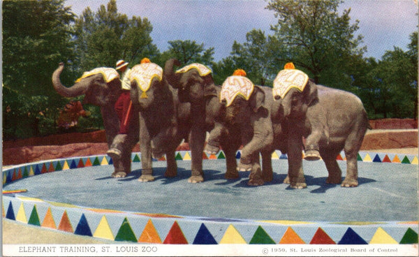 Elephant Training St. Louis Zoo St. Louis MO Postcard PC196