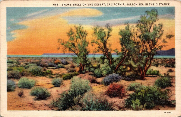 Smoke Trees on the Desert California Salton Sea in the Distance Postcard PC132