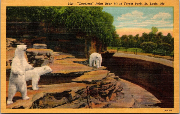 "Cageless" Polar Bear Pit in Forest Park St. Louis MO Postcard PC34