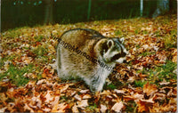 Raccoon Color Photo by Luther Phillips Vintage Animal Postcard PC222