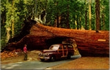 Tunnel Tree Sequoia National Park CA Postcard PC340
