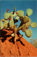 Prickly Pear Cactus Vintage Postcard PC340