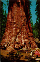General Sherman Tree in Sequoia National Park CA Postcard PC340