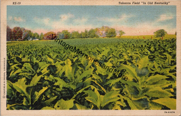 Tobacco Field "In Old Kentucky" Vintage Postcard PC321