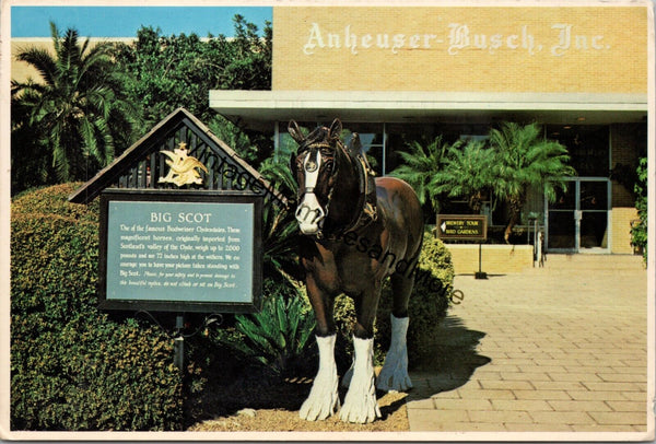 One of Famous Budweiser Clydesdale Anheuser-Busch St. Louis MO Postcard PC353