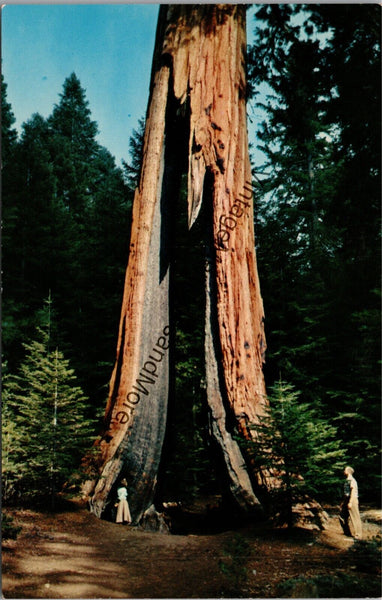 California Clothespin Tree Yosemite National Park Postcard PC349
