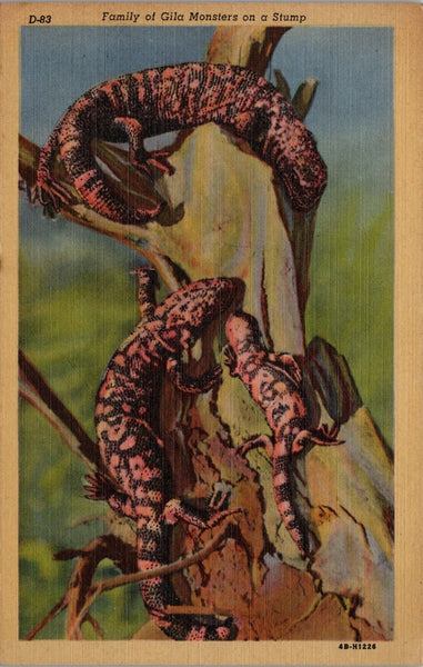 Family of Gila Monsters on a Stump Postcard PC386