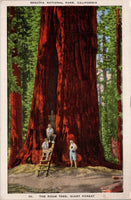The Room Tree Giant Forest Sequoia National Park California Postcard PC386