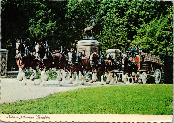 Budweiser Champion Clydesdales Grant's Farm St. Louis MO Postcard PC411