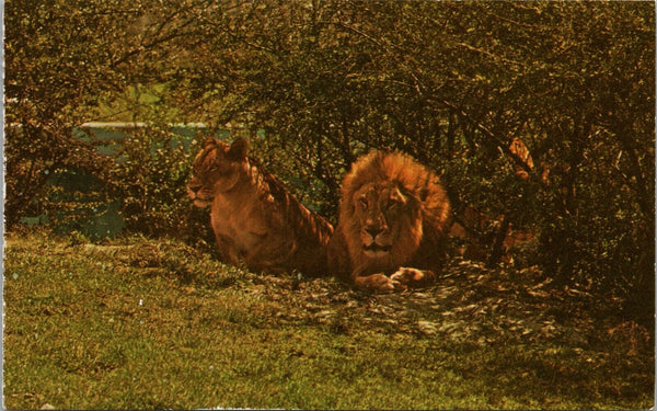 Lion and Lioness in the African Veldt at Busch Gardens Tampa FL Postcard PC406