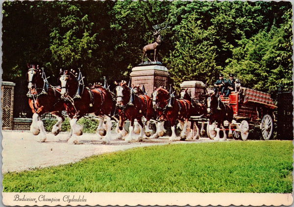Budweiser Champion Clydesdales St. Louis MO Postcard PC402