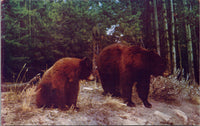 Bears Yellowstone National Park Postcard PC395