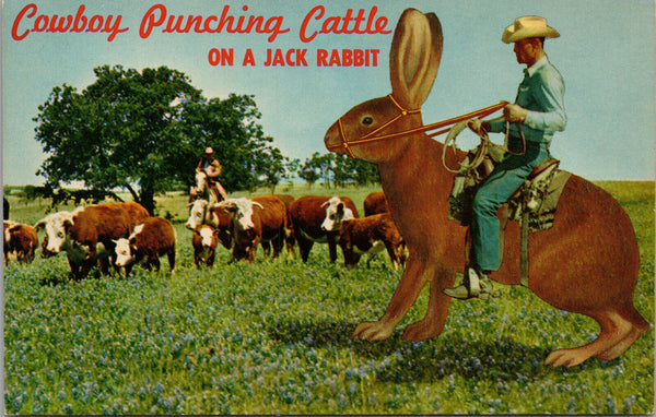 Cowboy Punching Cattle On A Jack Rabbit Postcard PC395