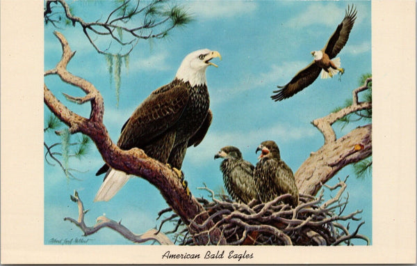 American Bald Eagles Vero Beach FL Postcard PC475