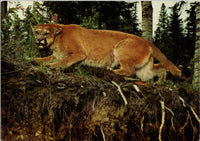 Cougar in the Beautiful British Columbia Canada Postcard PC476