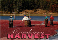 Cranberry Harvest Cape Cod MA Postcard PC477