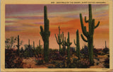 Sentinels of the Desert Giant Cactus Postcard PC491