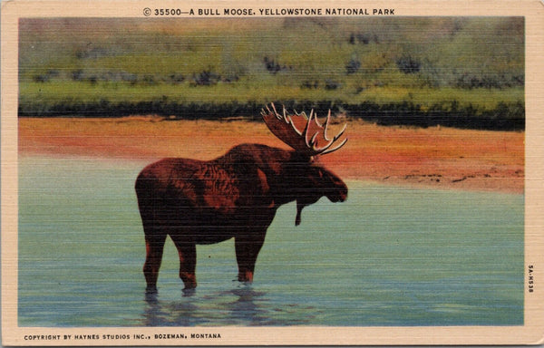 A Bull Moose Yellowstone National Park Postcard PC499
