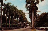 Avenue of Palms Fort Myers FL Postcard PC499