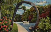 The Horse Shoe Palm at Beautiful Silver Springs FL Postcard PC499
